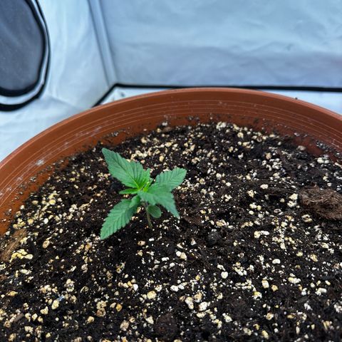 Special Kush #1 growlog timeline photo
