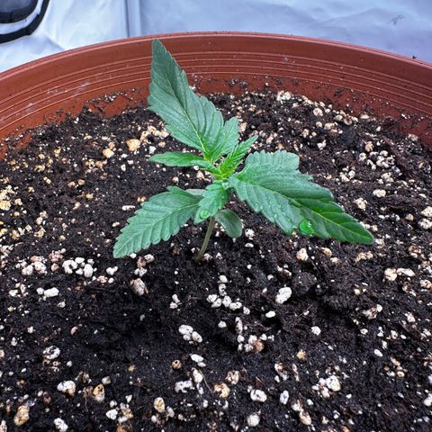 Special Kush #1 growlog timeline photo