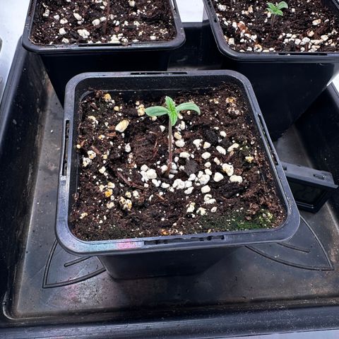 Dance World 1 growlog timeline photo