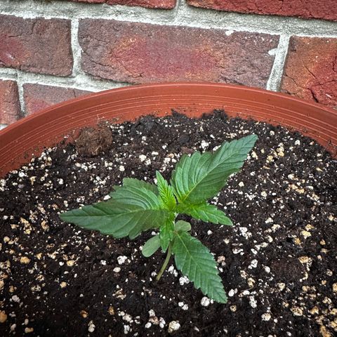 Special Kush #1 growlog timeline photo