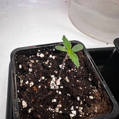 Dance World 1 growlog timeline photo
