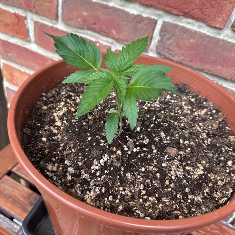 Special Kush #1 growlog timeline photo