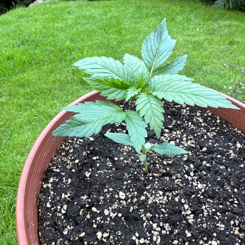 Special Kush #1 growlog timeline photo