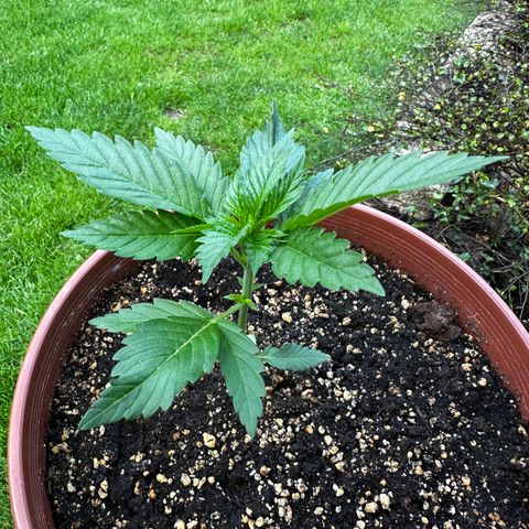 Special Kush #1 growlog timeline photo