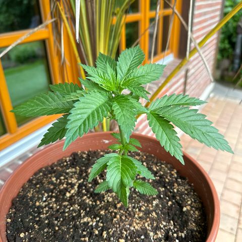 Special Kush #1 growlog timeline photo