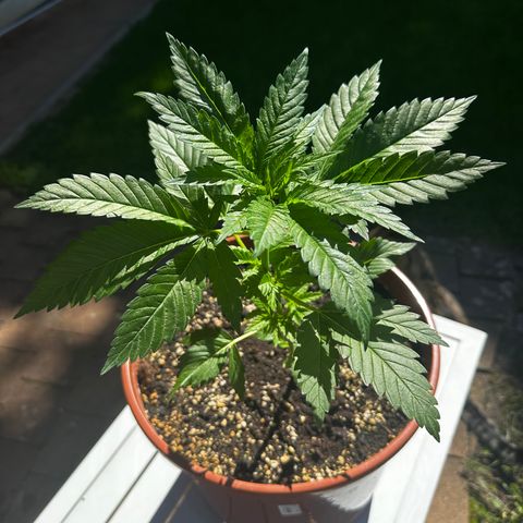 Special Kush #1 growlog timeline photo