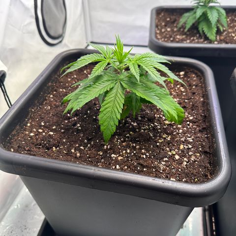 Dance World 1 growlog timeline photo