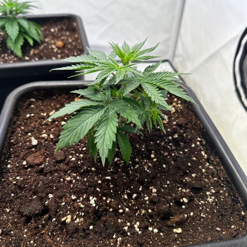 Dance World 3 growlog timeline photo
