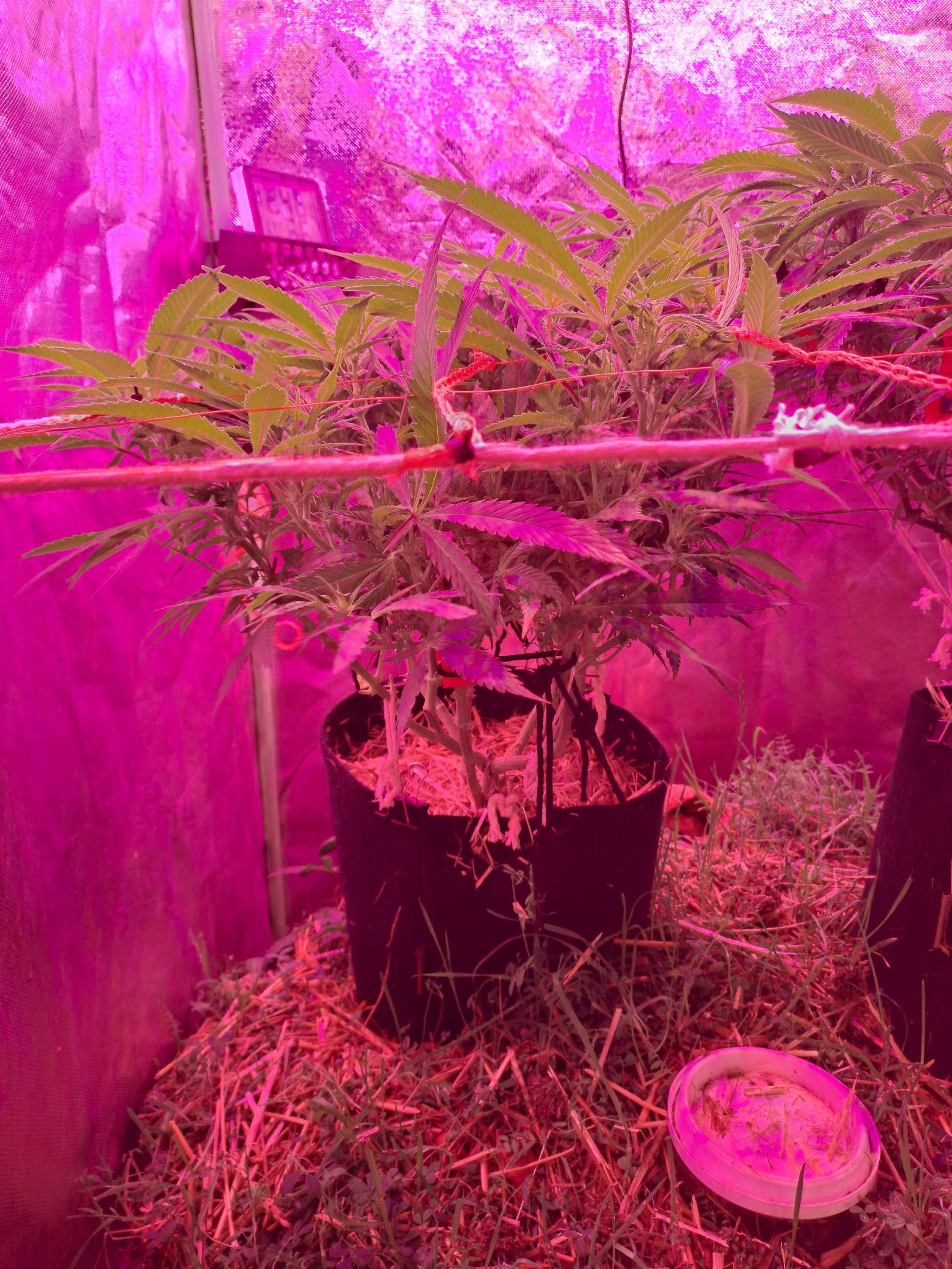 Super Lemon Mac growlog header