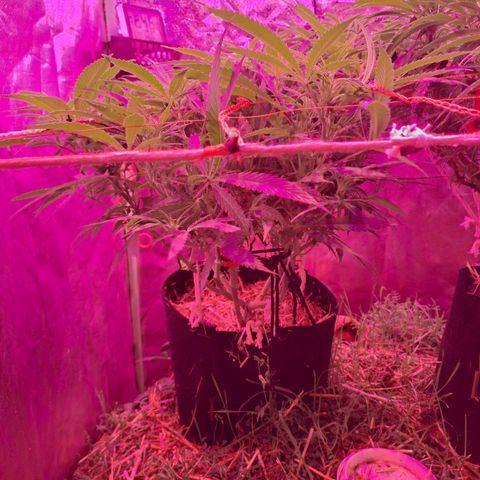 Super Lemon Mac growlog in Cantela 150lts Livin Soil No Till Organic
