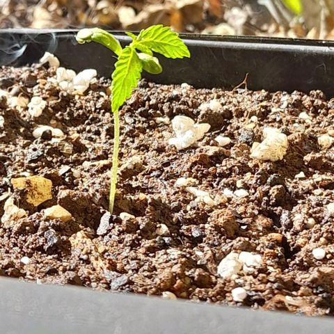 Iwasaka Purple growlog timeline photo