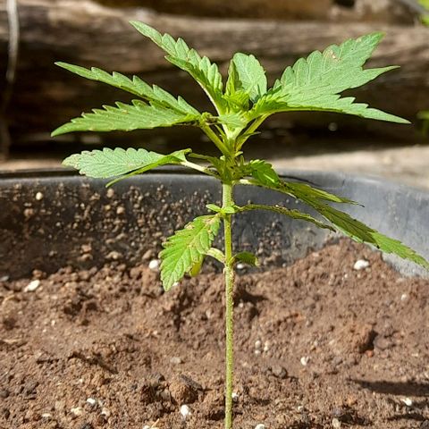 Iwasaka Purple growlog timeline photo
