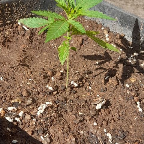 Iwasaka Purple growlog timeline photo
