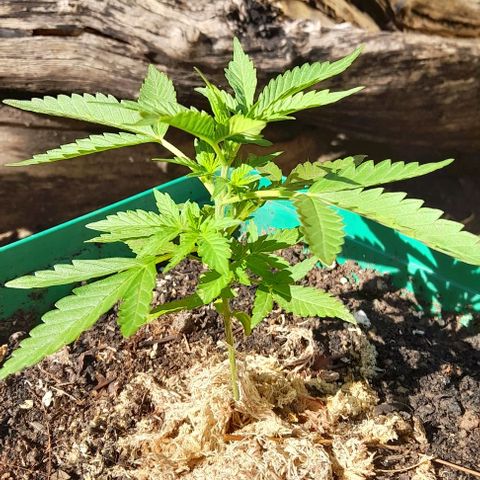 Iwasaka Purple growlog timeline photo