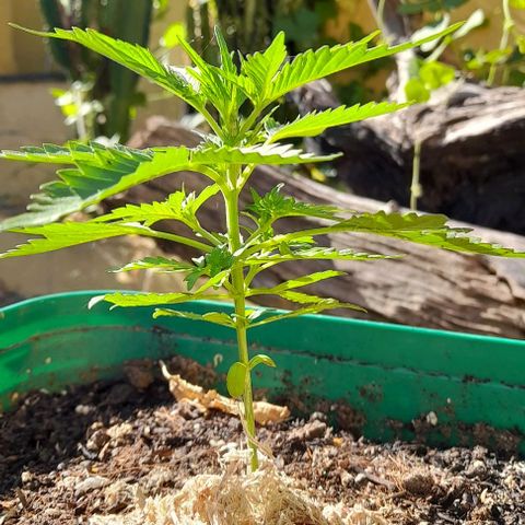 Iwasaka Purple growlog timeline photo