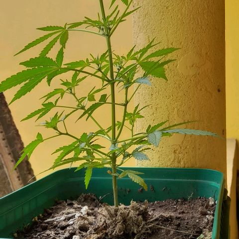 Iwasaka Purple growlog timeline photo