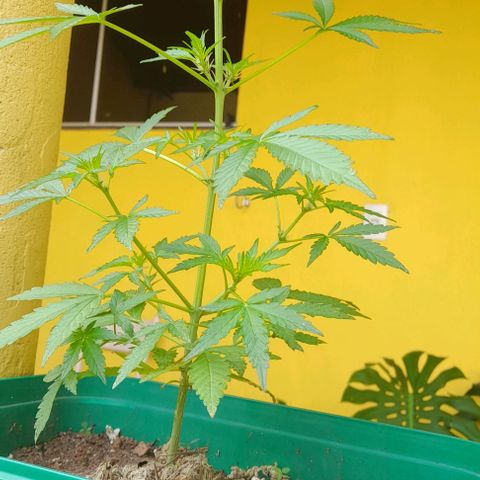 Iwasaka Purple growlog timeline photo
