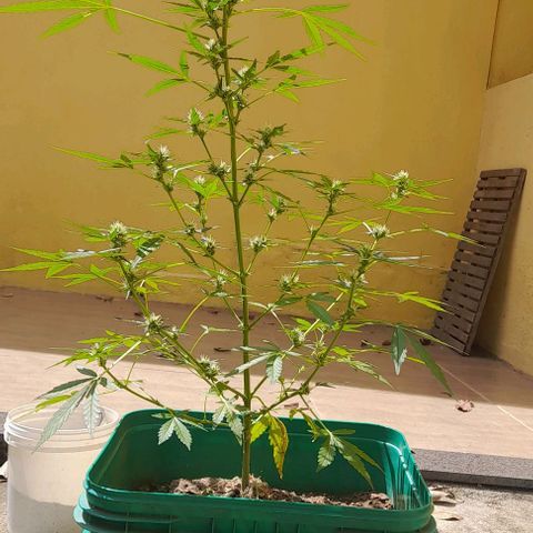 Iwasaka Purple growlog timeline photo