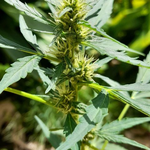 Iwasaka Purple growlog timeline photo