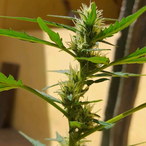 Iwasaka Purple growlog timeline photo