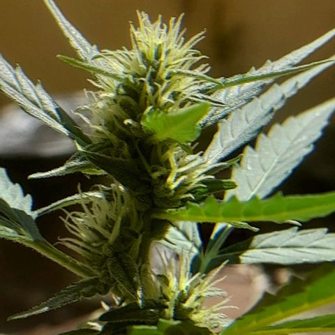 Iwasaka Purple growlog timeline photo