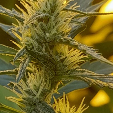 Iwasaka Purple growlog timeline photo
