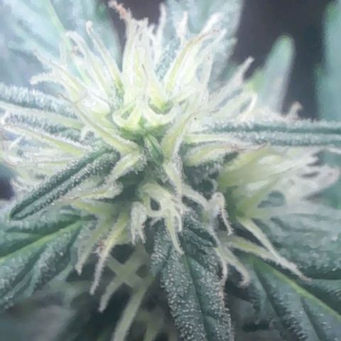 Iwasaka Purple growlog timeline photo