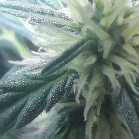 Iwasaka Purple growlog timeline photo