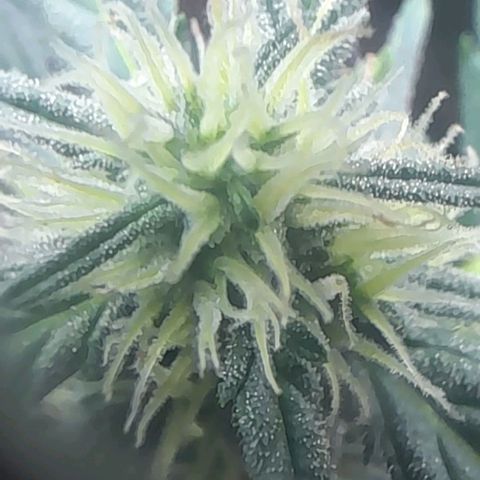 Iwasaka Purple growlog timeline photo