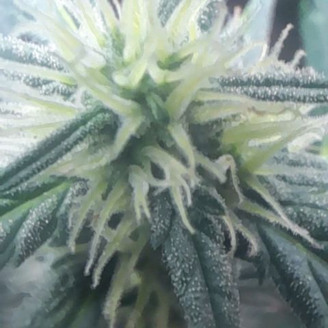 Iwasaka Purple growlog timeline photo