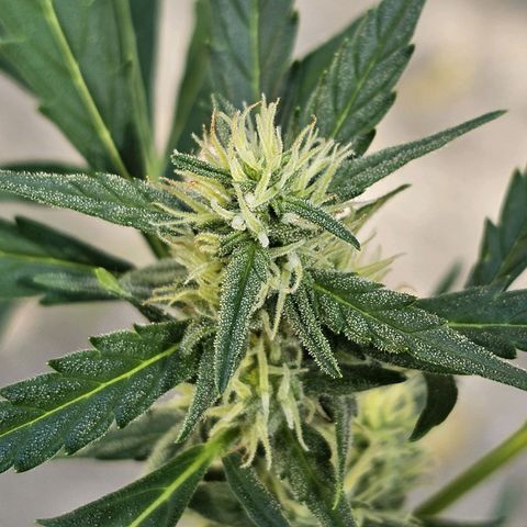 Iwasaka Purple growlog timeline photo
