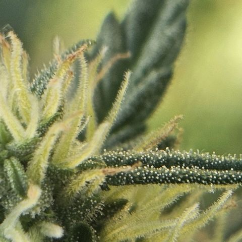 Iwasaka Purple growlog timeline photo