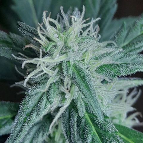 Iwasaka Purple growlog timeline photo