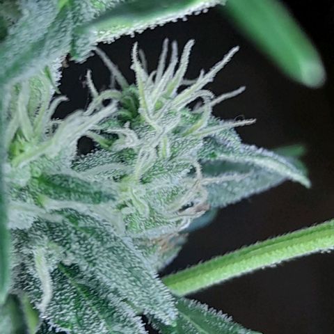 Iwasaka Purple growlog timeline photo