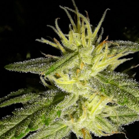 Iwasaka Purple growlog timeline photo