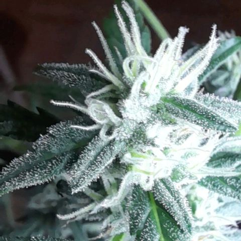 Iwasaka Purple growlog timeline photo