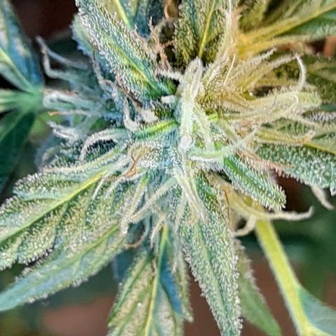 Iwasaka Purple growlog timeline photo
