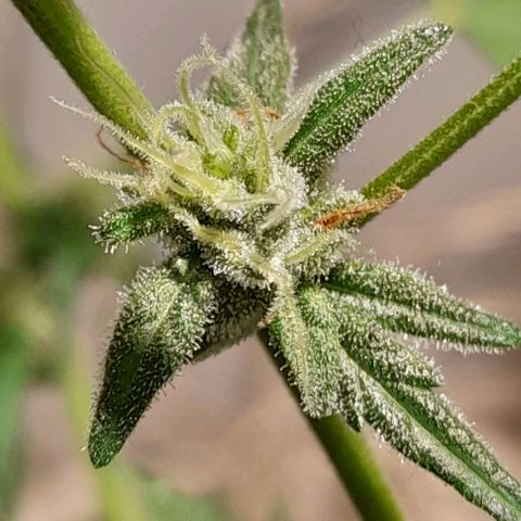 Iwasaka Purple growlog timeline photo