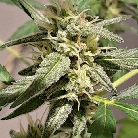 Iwasaka Purple growlog timeline photo