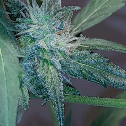 Iwasaka Purple growlog timeline photo
