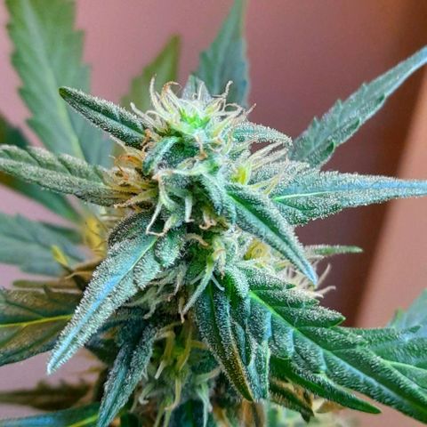 Iwasaka Purple growlog timeline photo