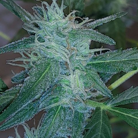 Iwasaka Purple growlog timeline photo