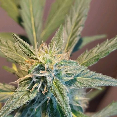 Iwasaka Purple growlog timeline photo