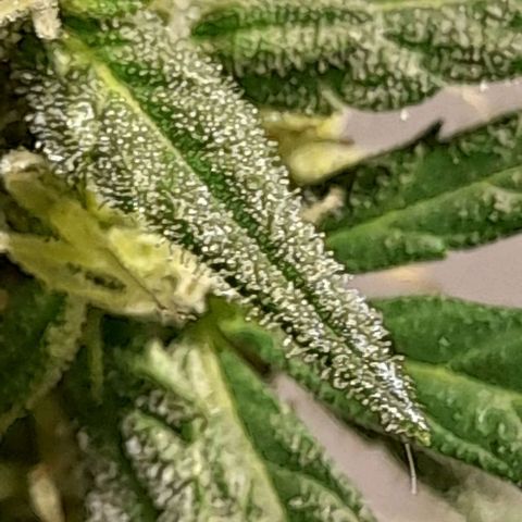 Iwasaka Purple growlog timeline photo