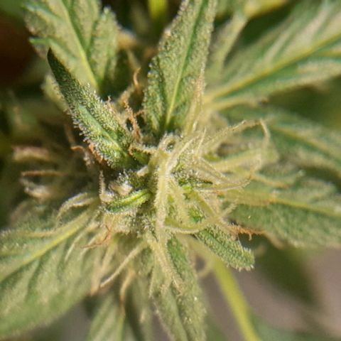 Iwasaka Purple growlog timeline photo