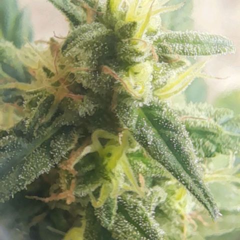 Iwasaka Purple growlog timeline photo