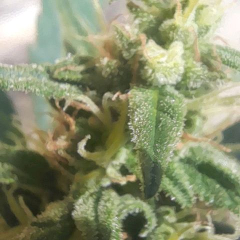 Iwasaka Purple growlog timeline photo