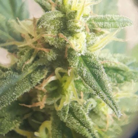 Iwasaka Purple growlog timeline photo