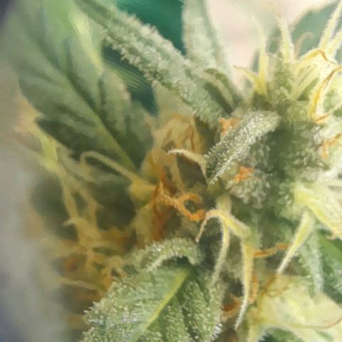 Iwasaka Purple growlog timeline photo