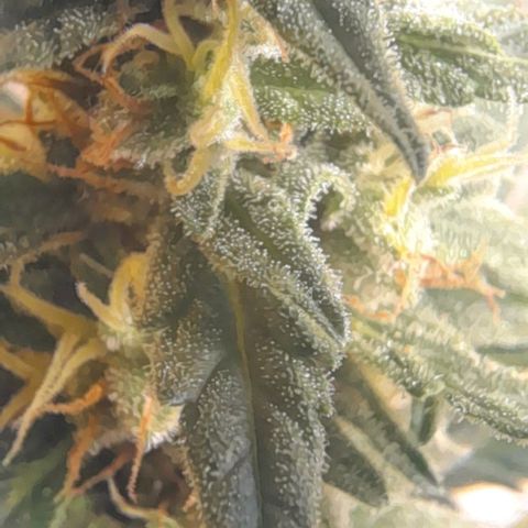 Iwasaka Purple growlog timeline photo